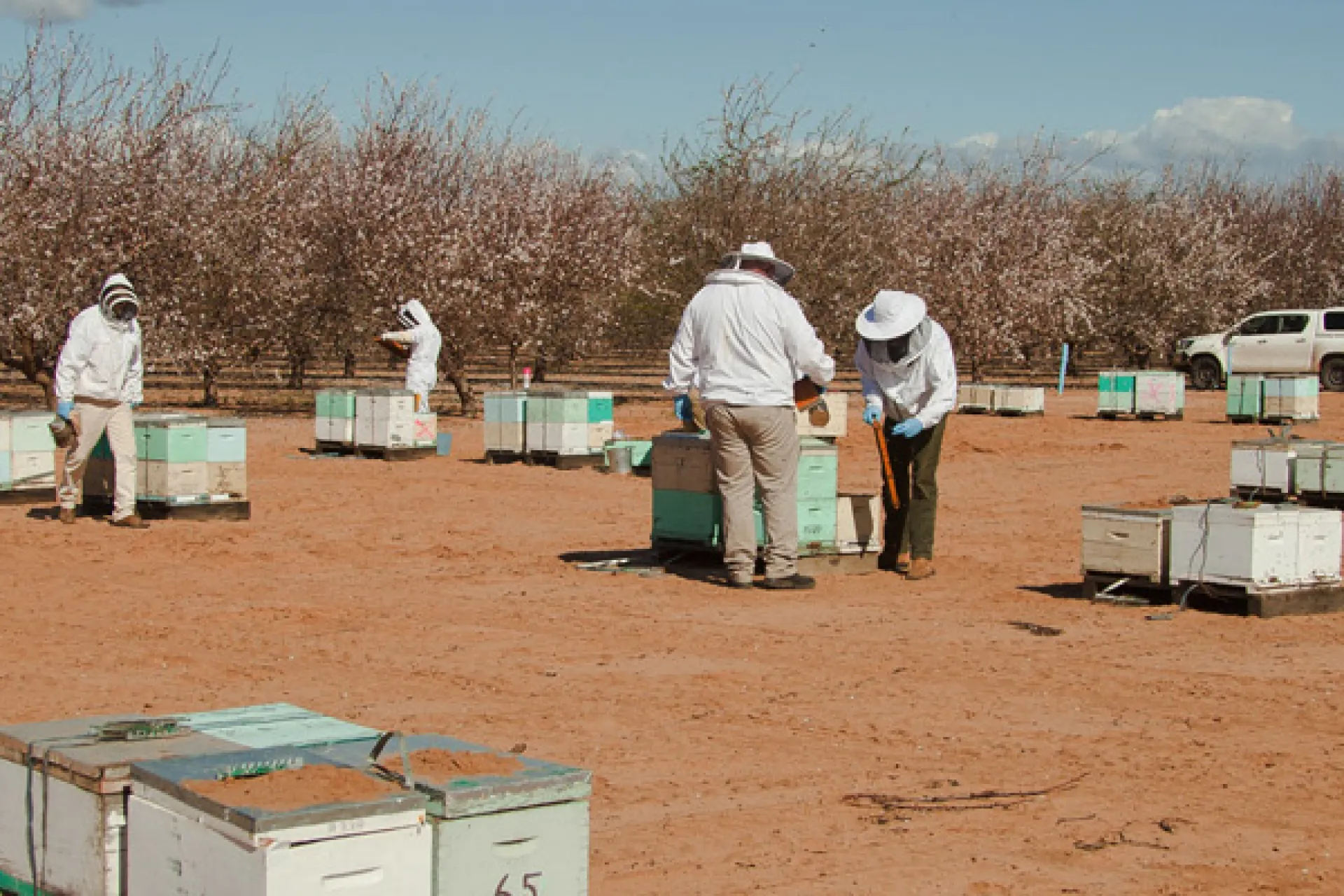 bees