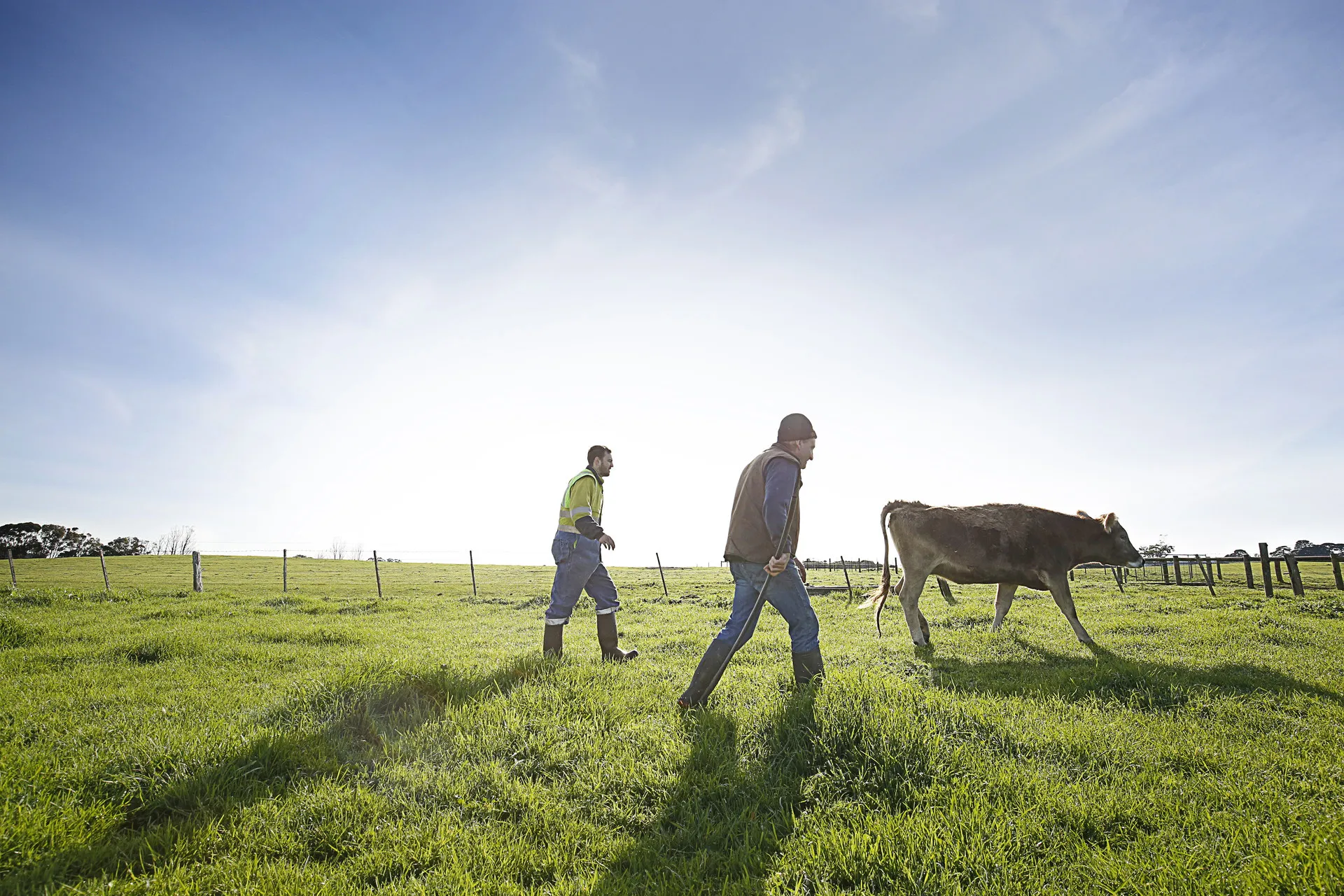 people and cow