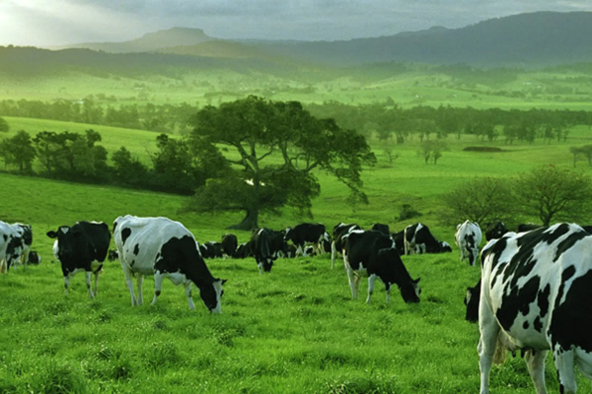 cows