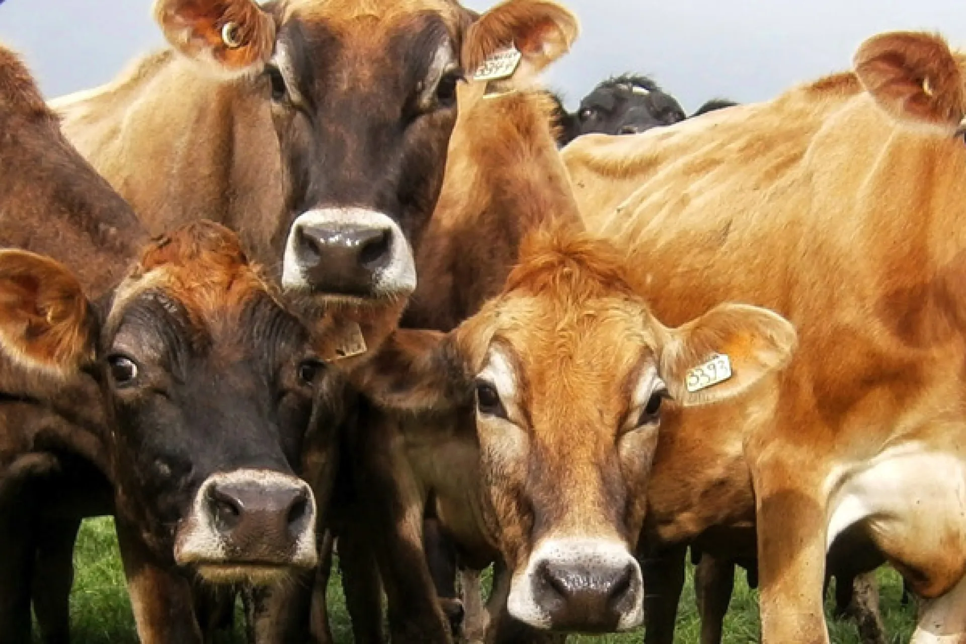 cows