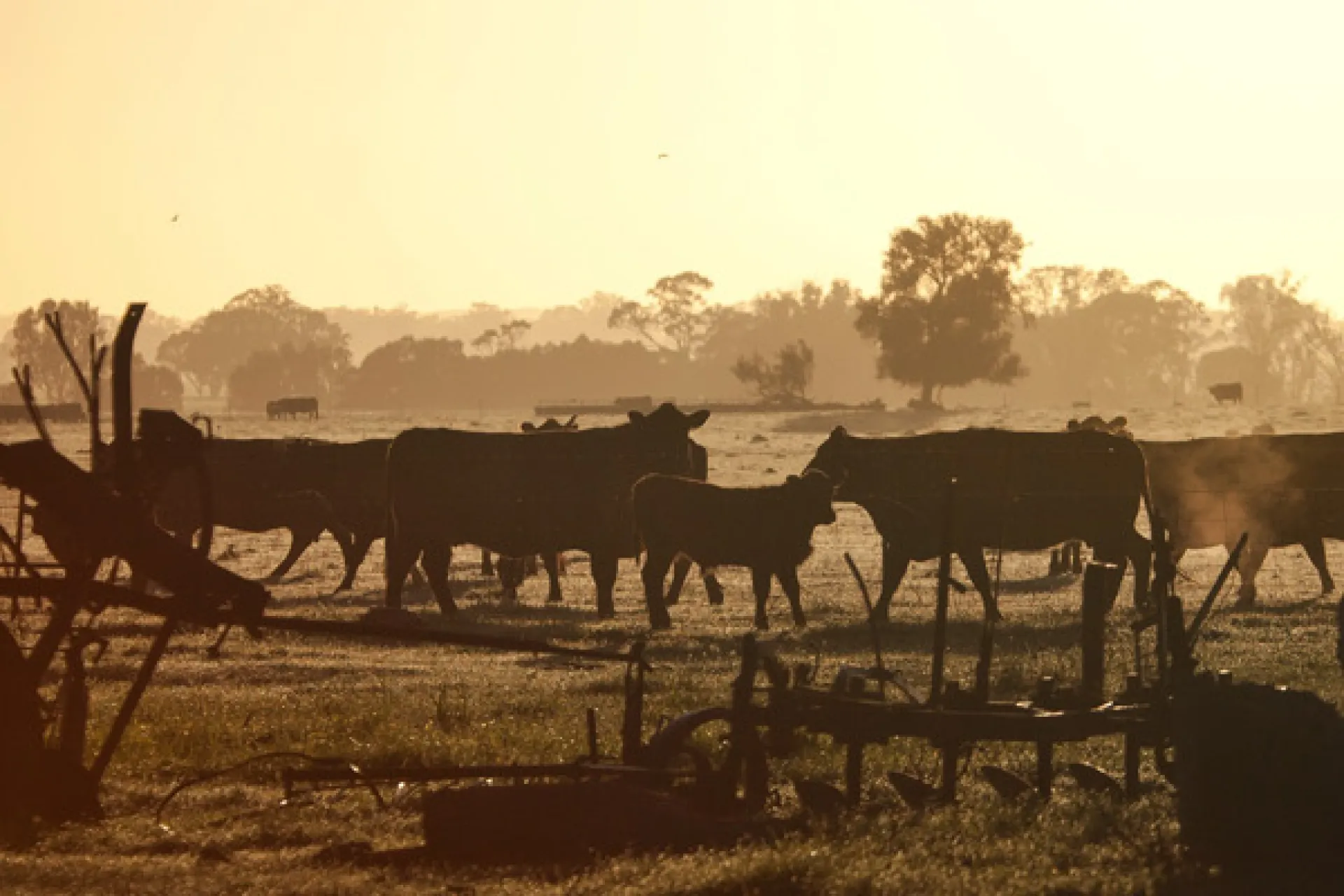 cows in paddock
