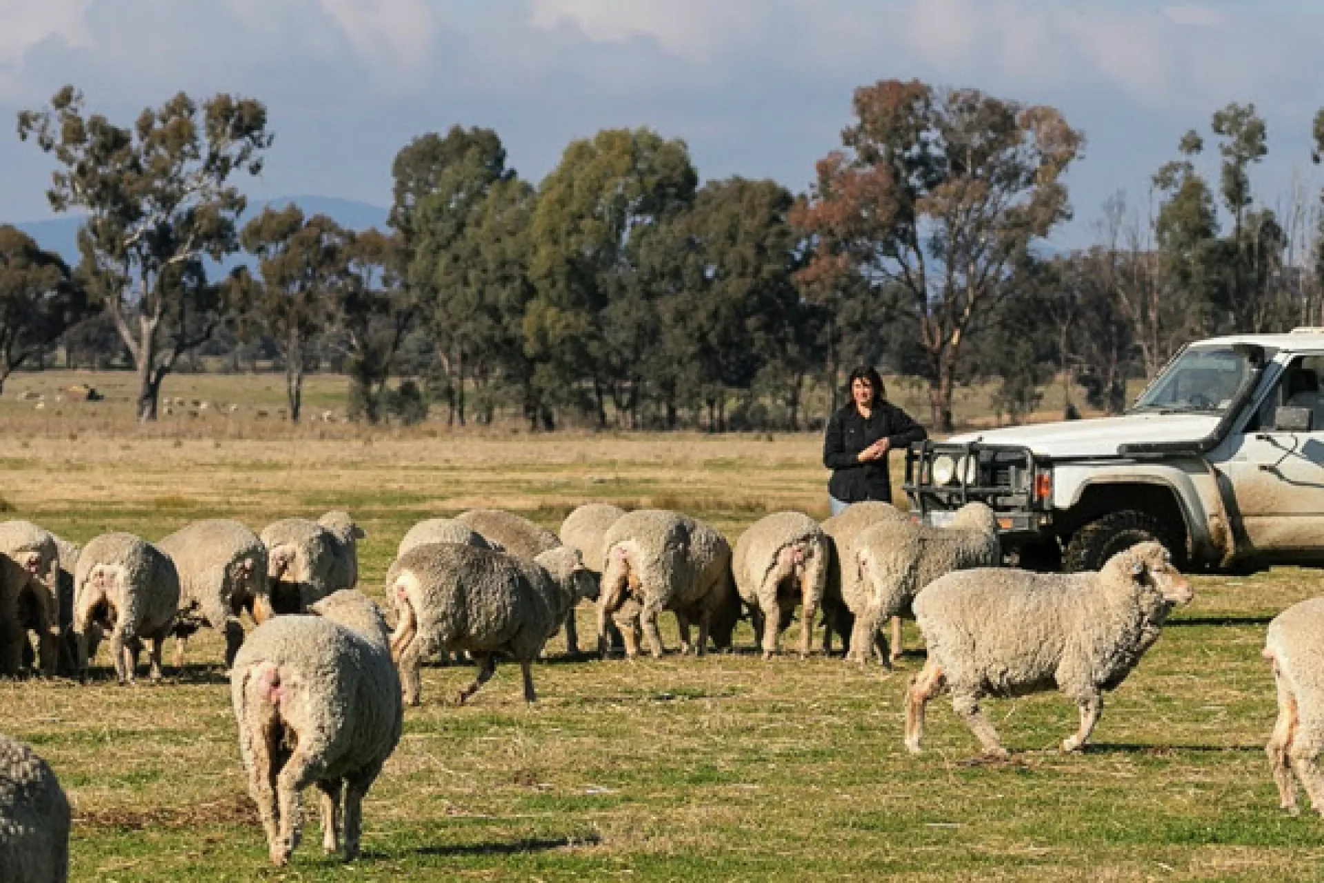 sheep
