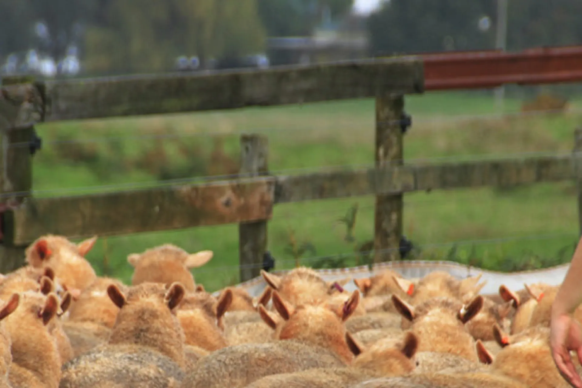 sheep